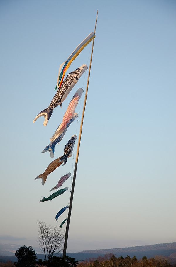 koinobori in Niseko