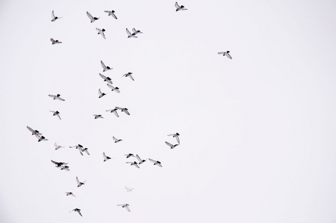 birds flying in niseko