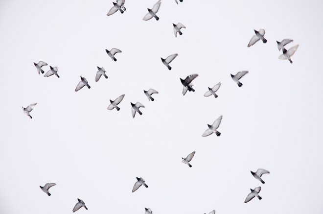 birds in formation