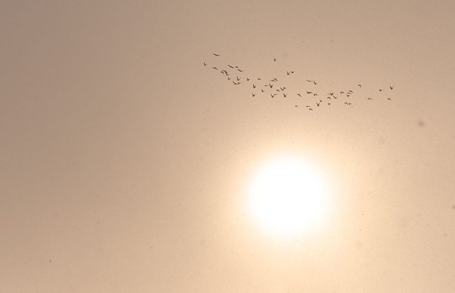 birds flying above the sun