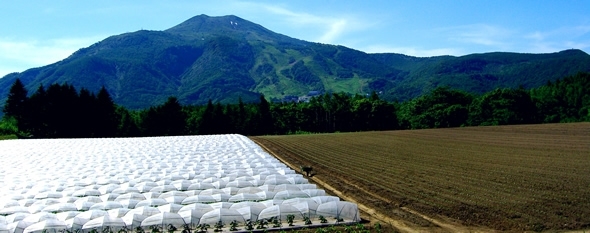 Niseko Summer