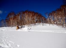 Snowmobiling in Niseko