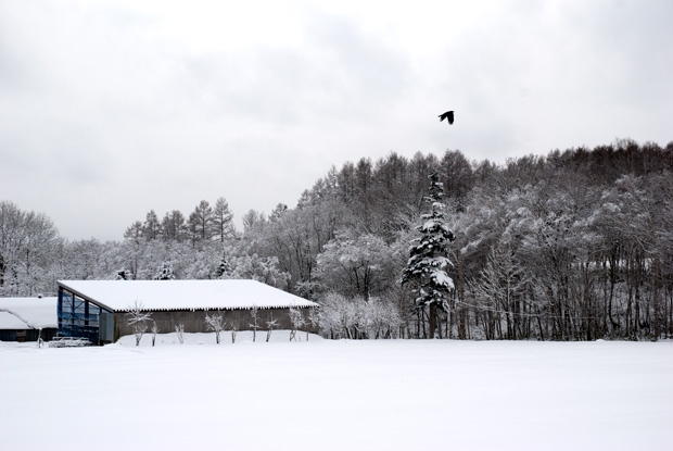 karasu crow