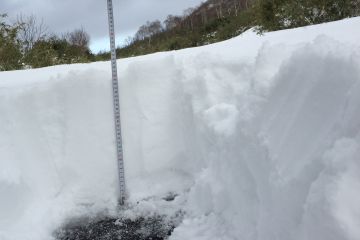 measuring the snowpack at 32cm in Goshiki area