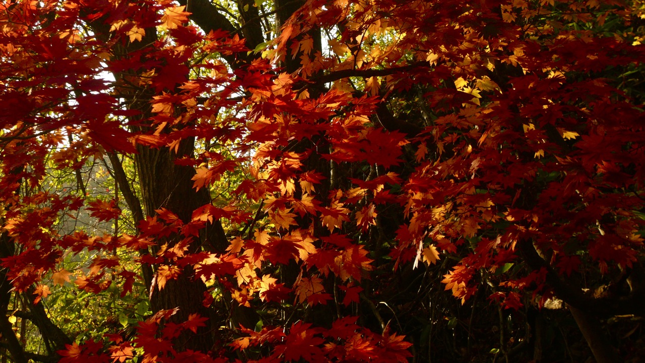 Rich Reds