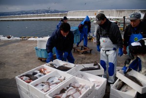 Fishermen at the Habour